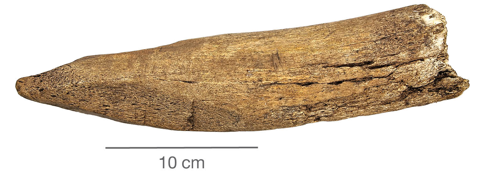 Figur 10. Foto af ribben fra stor hval, der var anvendt som stolpe i Gård XIV, hus 2. Knoglen er tilspidset med økse, men der ses også tværgående ridser på stykket.