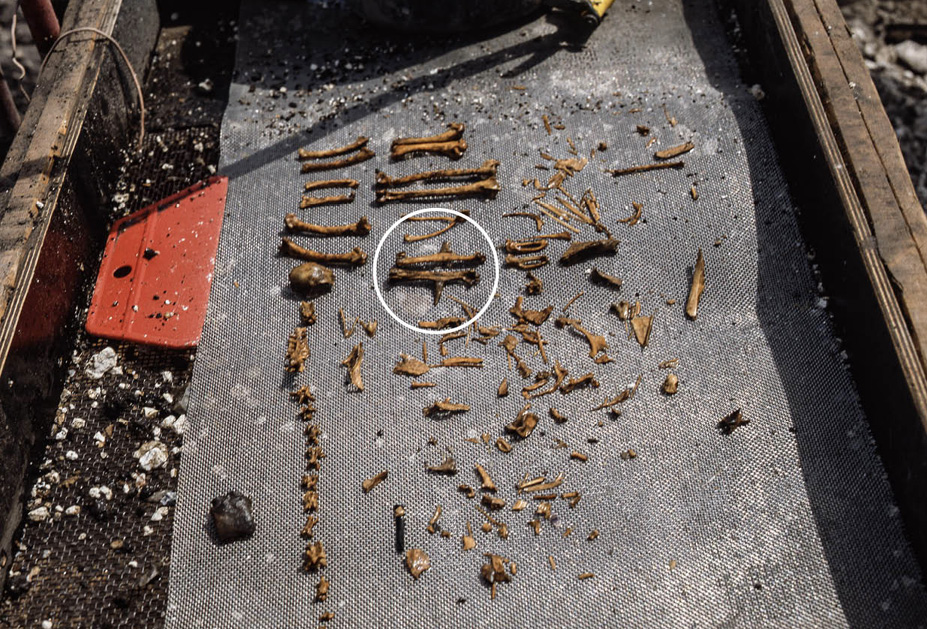 Figur 11. Foto af knoglerne fra hanen, som blev fundet lige ved gårdskompleks B, Gård XI, småhus 3. Hanens sporer ligger omtrent midt i billedet. Hanen har været samme størrelse som en moderne hane. 