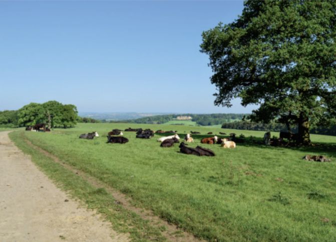 Harewood House and park, West Yorkshire, United Kingdom. Harewood House, like many manor or country houses, sits within a complex landscape. The approach road (left) provides glimpses of the house as it winds through the parkland, which is surrounded by a dense belt of trees, beyond which lies the agricultural land of the estate and its communities. Photo: Jonathan Finch.